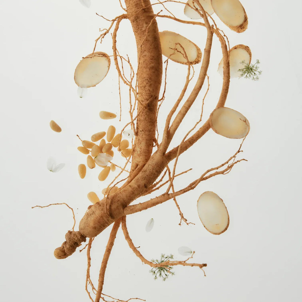 Beauty of Joseon Ginseng Essence Water key ingredient - ginseng root