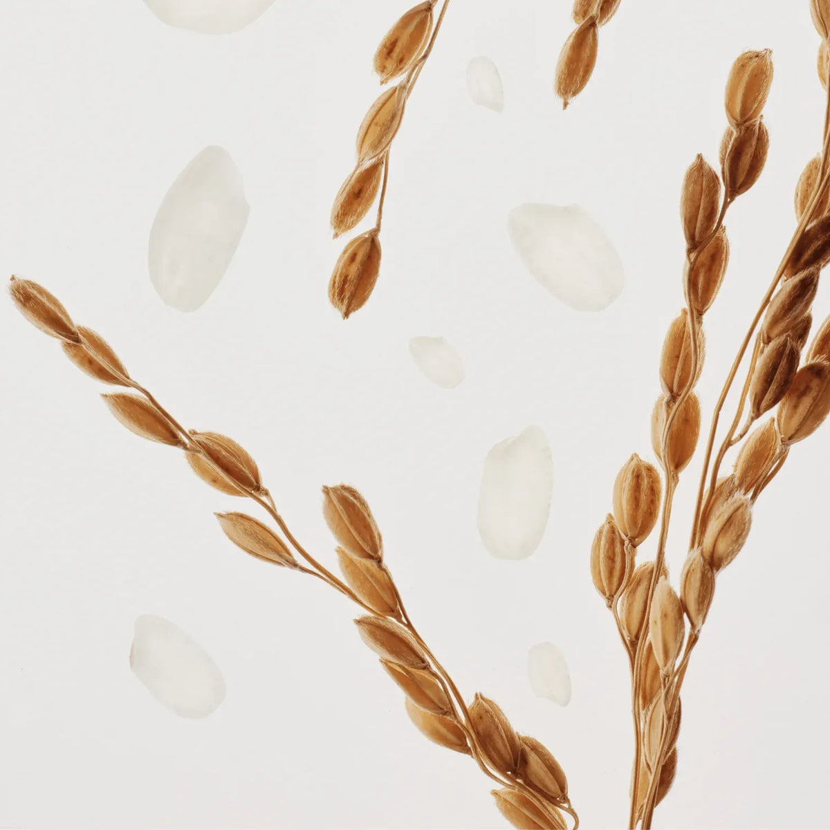 Beauty of Joseon Glow Replenishing Rice Milk key ingredient - rice extract